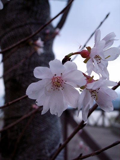 河口湖畔に桜が咲いていました...2006.11.2 GR DIGITALで。_a0008934_17162280.jpg