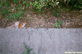 宮古島 2006 ～動物編～_a0062354_21451259.jpg