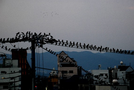 　　けやき大通り_b0093754_0435170.jpg