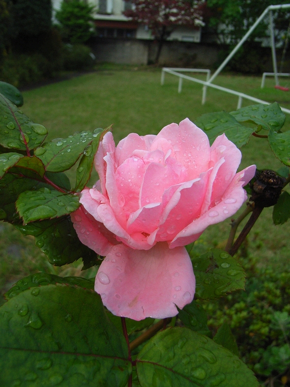 雨上がりの花_a0078765_8465441.jpg