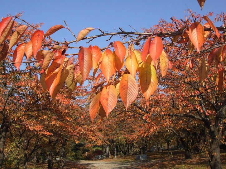 盛岡城跡公園から＾＾_b0067569_20315661.jpg