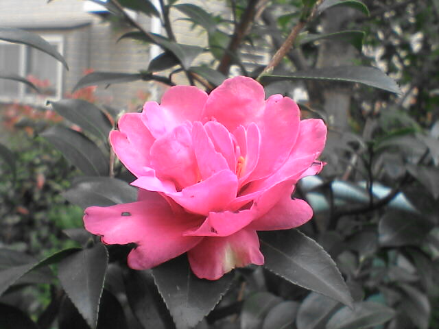 c0069380_11384793.jpg