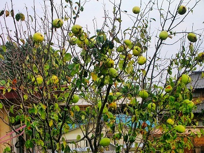 c0078480_23114314.jpg