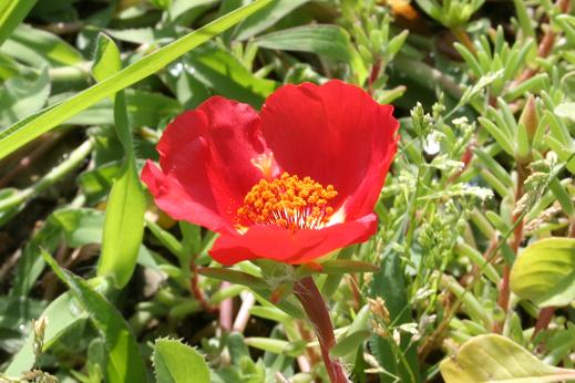 スベリヒユ科 Portulaceae えるだまの植物図鑑