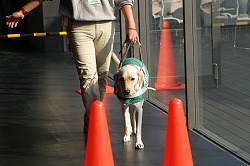 日本盲導犬総合センター_d0050503_8415882.jpg