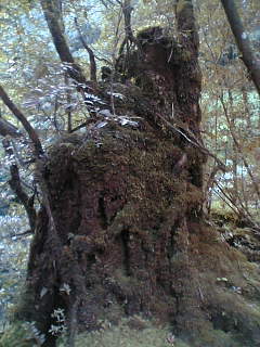 c0098304_1744396.jpg