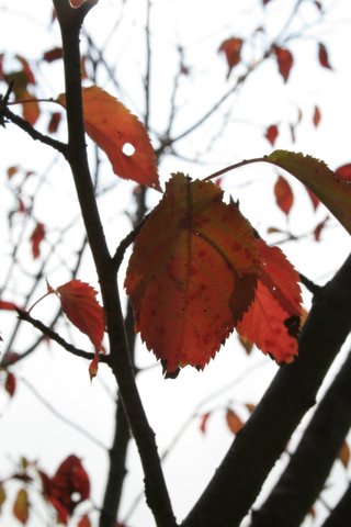 a0090313_2137165.jpg