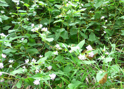 f0060424_0411784.jpg