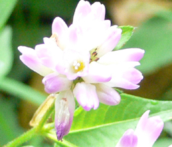 f0060424_0415589.jpg