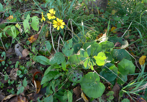 f0060424_135536.jpg
