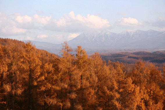 11月の風景：11月4日“美瑛晩秋”_d0069235_22225589.gif