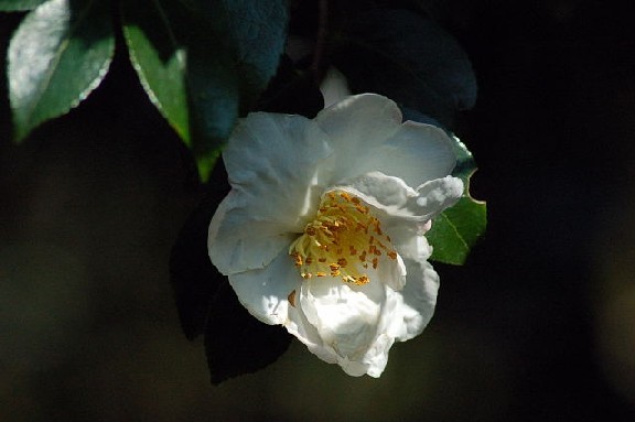 霜月、山茶花の季節になる_e0056537_2222188.jpg