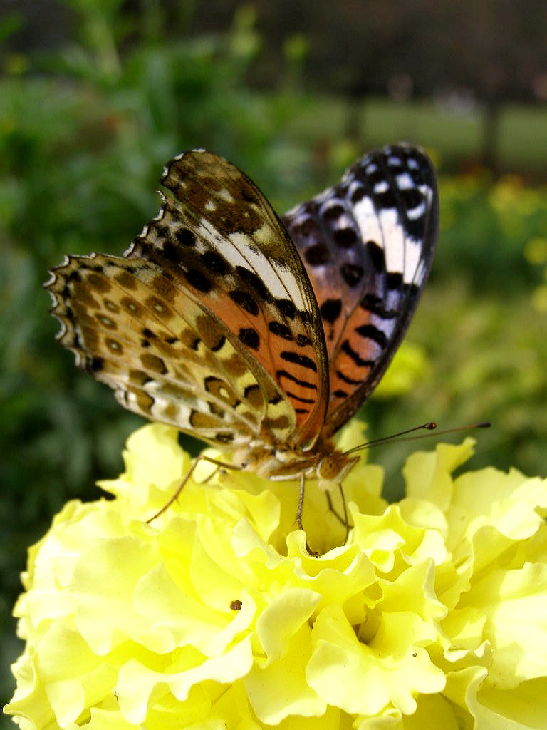 e0064158_013054.jpg