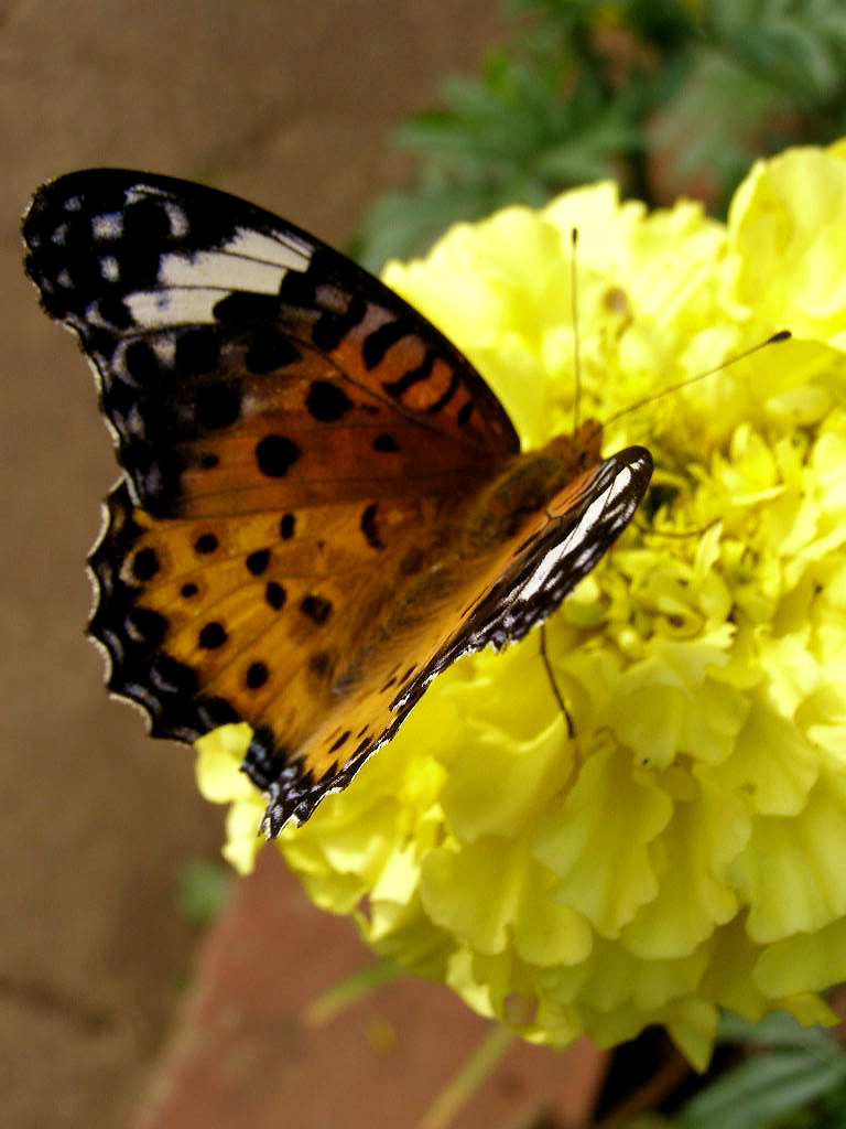 e0064158_043811.jpg