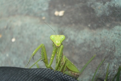 カマキリ_f0104569_227334.jpg