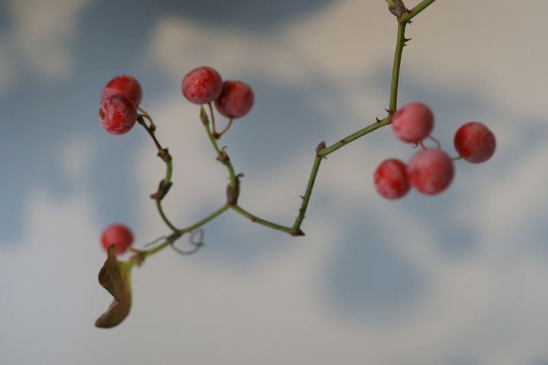 赤い実 とげがあるからきをつけてｗ 月下 桜 の 世界