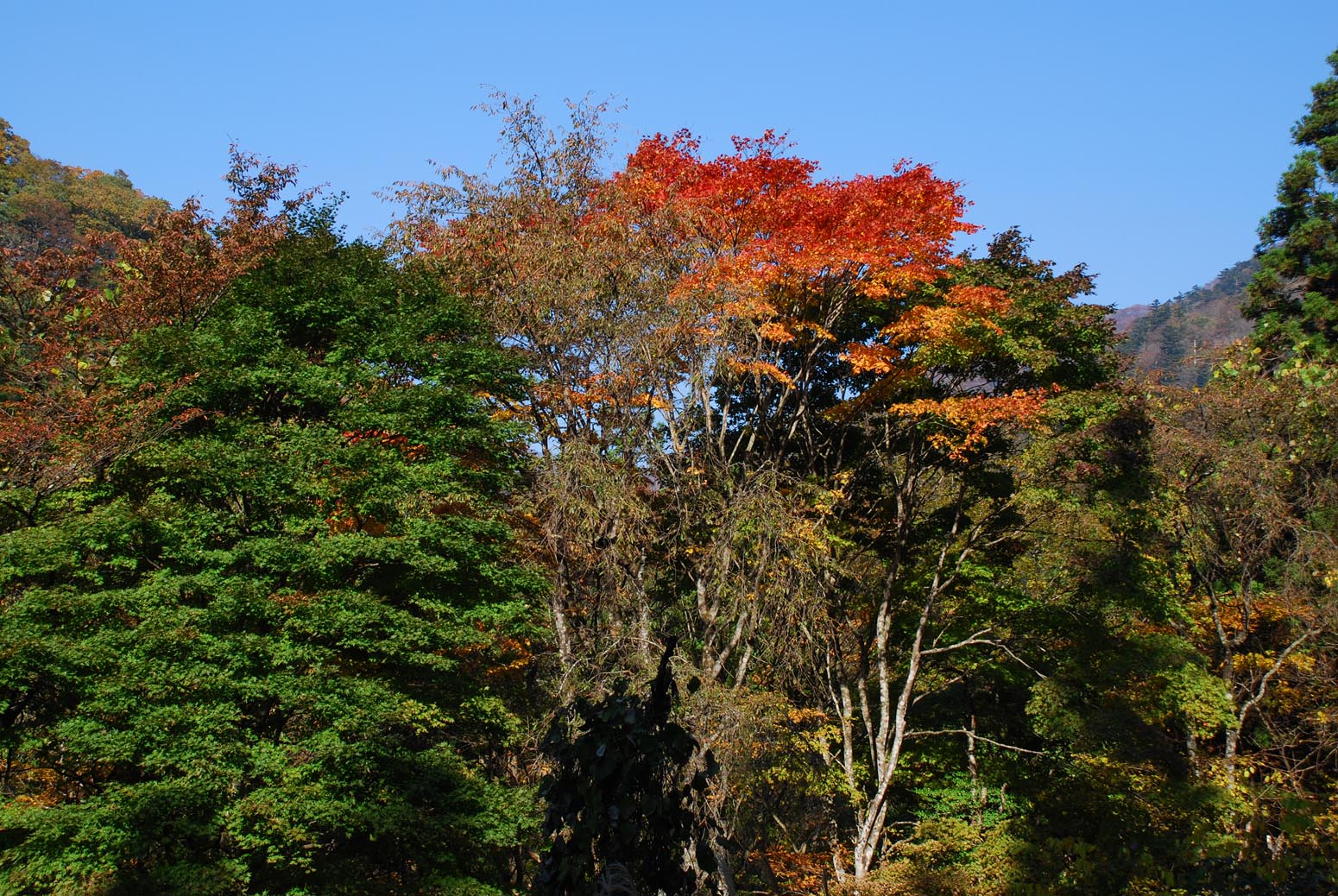 e0071178_8414981.jpg