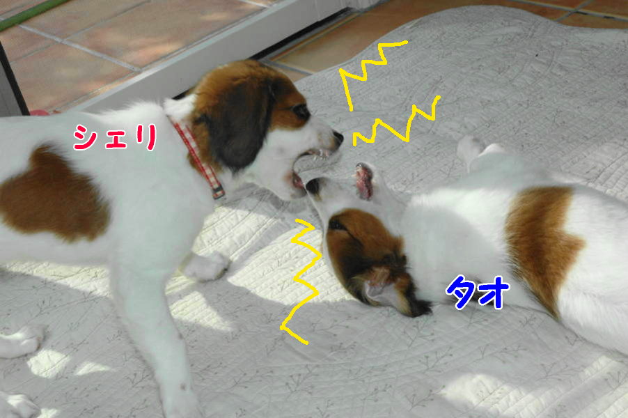 c0075585_03749.jpg