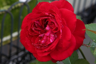 ミニバラと薔薇にいる虫 Sternenflor 満天の星 ミニバラと薔薇にいる虫 Sternenflor 満天の星