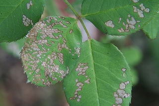 ミニバラと薔薇にいる虫 Sternenflor 満天の星