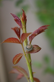 ミニバラと薔薇にいる虫 Sternenflor 満天の星