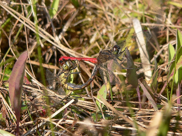 e0002314_21125479.jpg