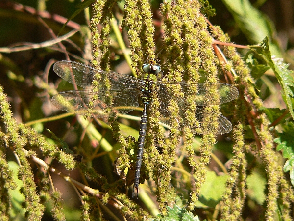 e0002314_21143130.jpg