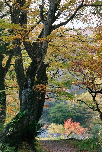 大山の秋_f0010717_2115195.jpg