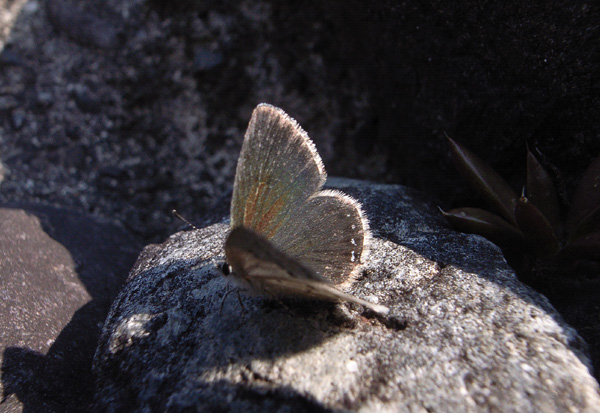 061105 黒い天使（Black Cupid）を探して3 (山梨県身延町)_d0090322_19335241.jpg