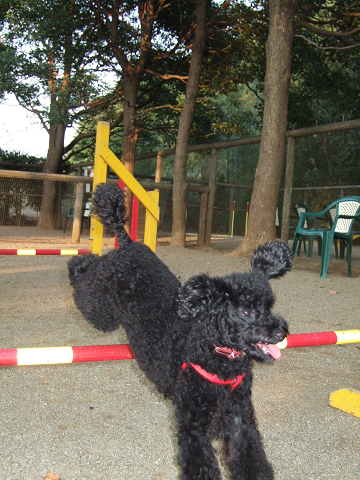 c0102029_2039125.jpg