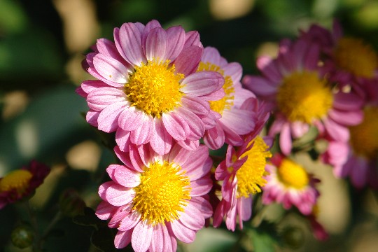b0088444_1539100.jpg