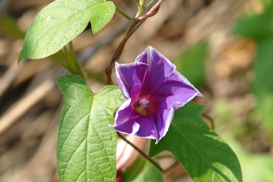 b0088444_15973.jpg
