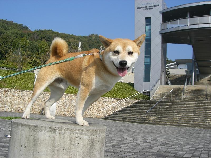 祝！　gonちゃん　7歳のお誕生日～～_f0099148_10291315.jpg