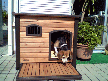 b0005652_1544442.gif