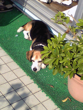 b0005652_15455611.gif