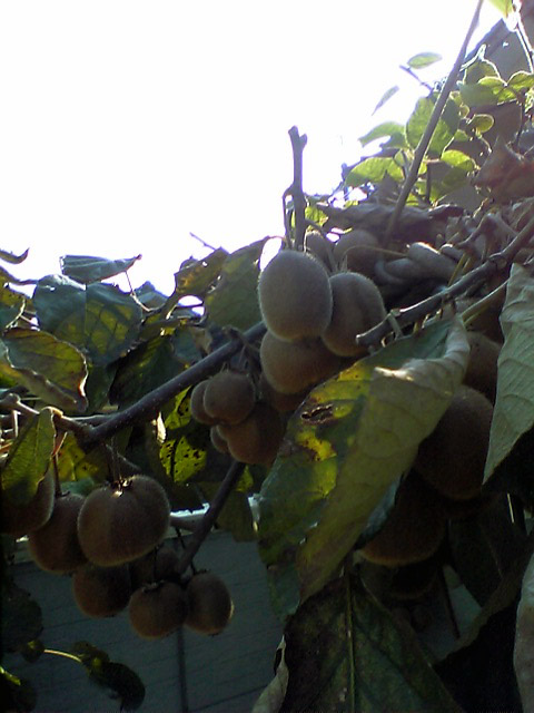b0005652_20285432.jpg