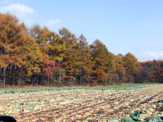 e0088260_15218.jpg