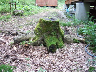 e0088260_93778.jpg