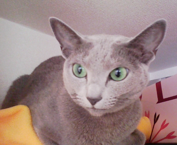 ハロー、ミュシャちゃん_f0054677_548594.jpg