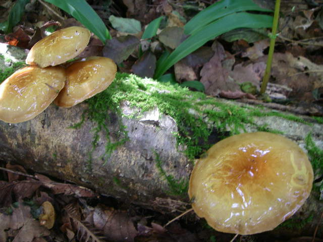 a0066081_6333278.jpg