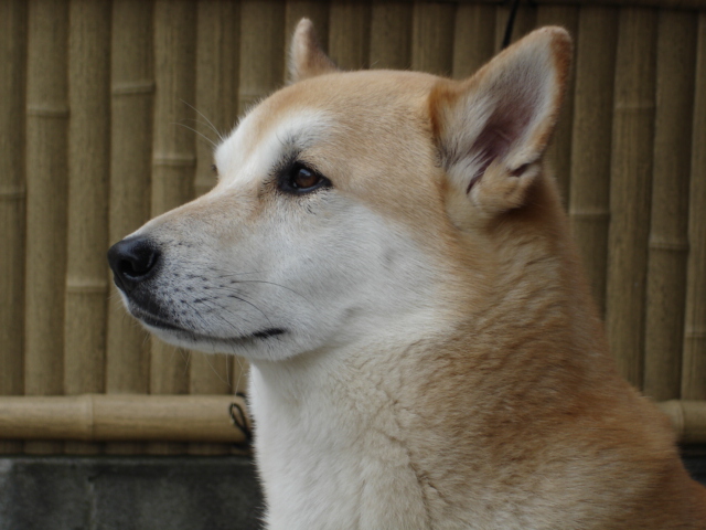 f0054783_10306.jpg
