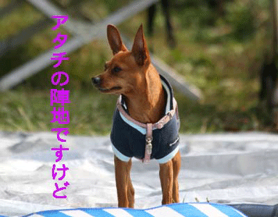 b0076126_1515317.gif