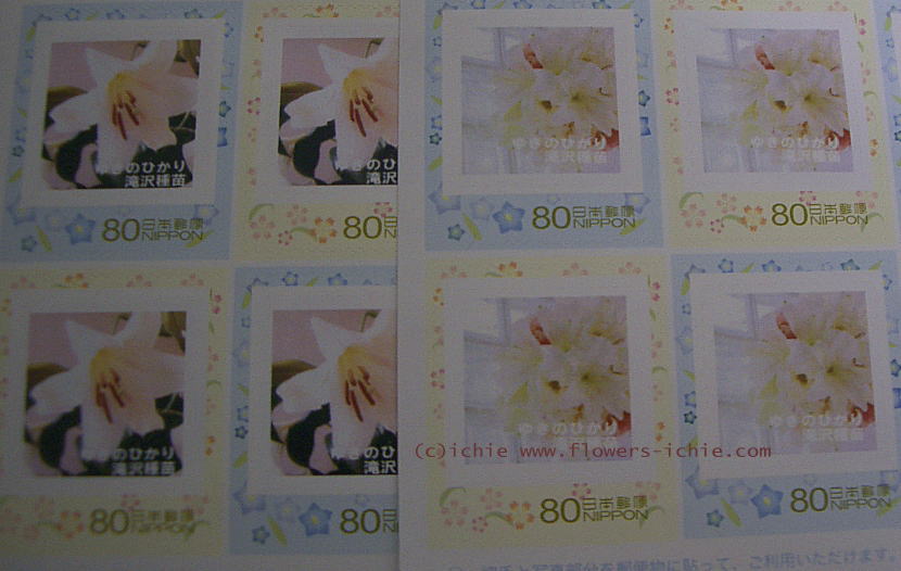 花の切手　コスモスとゆきのひかり_a0042928_20502053.jpg