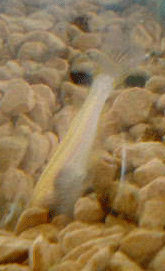 d0048332_10422848.gif