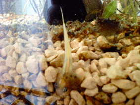 d0048332_10424384.gif
