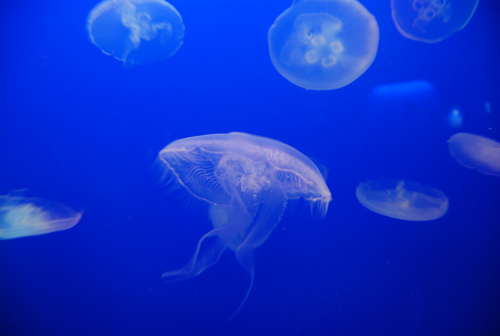 江ノ島水族館......いつ来ても圧倒されます！_d0069838_20515015.jpg