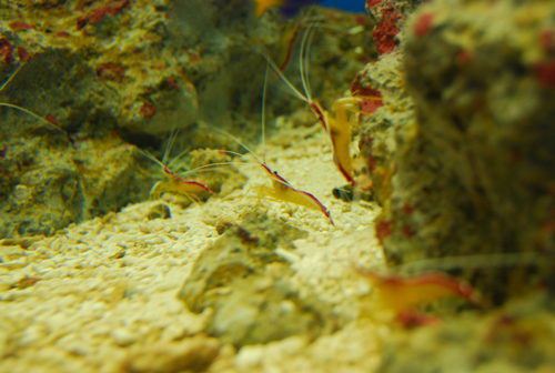 江ノ島水族館......いつ来ても圧倒されます！_d0069838_20541262.jpg