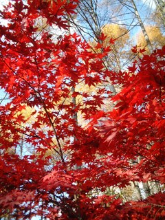 some nature from yatsugatake　八ヶ岳からの自然_d0093655_19261827.jpg