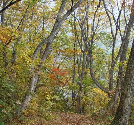 晩秋の信濃路・・八方尾根・・塩の道・・高瀬渓谷・りんご狩り_c0073016_1204382.jpg