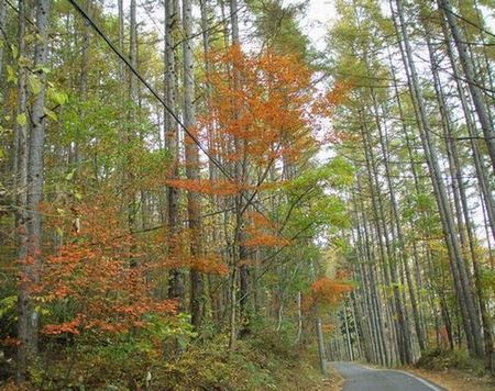 晩秋の信濃路・・八方尾根・・塩の道・・高瀬渓谷・りんご狩り_c0073016_15551612.jpg